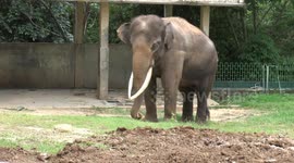 The sad elephant after his partner was died