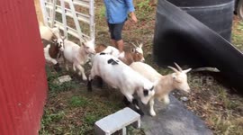 Cutest goat stampede!