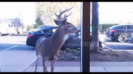 Stray deer headbutts shop window in New Jersey