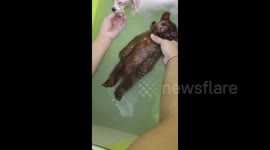 Mellow poodle lies back and enjoys shower with canine friends
