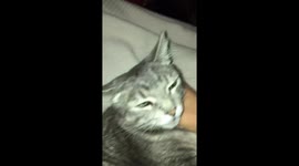 Funny cat video