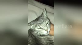 Newsflare Edit - Funny cat video