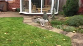 Cats go crazy in the wind