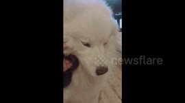 Fluffy dog sobs when owner returns home late
