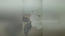 Newsflare Edit - Creepy spider babies