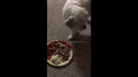 Bella the Rescue Dog’s First Thanksgiving