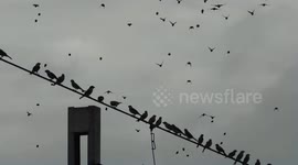 the funny bird are enjoy the flying
