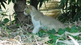 the funny cat hunting style