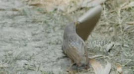 the cute funny bird playing with a small paper box