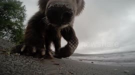 Bear cub selfie video