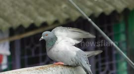 The Funny Bird Take A Bath On Rain