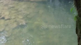 Big salmon fish in river dieing changing cooler