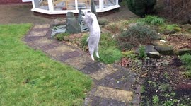 Acrobatic cat in slo-mo!