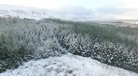 Northern Ireland forest turns white with snow