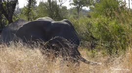 Big five animals Kruger park South Africa