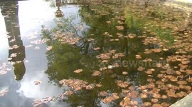 reflections