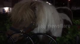Pony in East London square