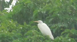 a beautiful white bird enjoying the rain fall