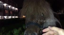 Pony gallops around park on East London housing estate