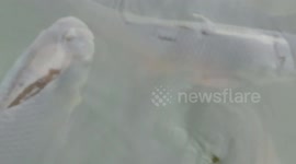 fish in a pond water