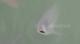 fish in pond