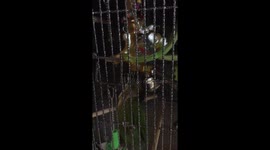 Thinking he's a boxer, this parrot fights a round with his toy!