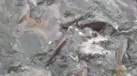 fish fighting to eat biscuit