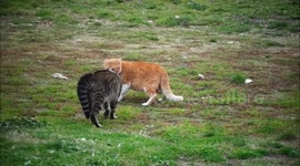 VERY EXTREME CAT FIGHT