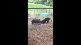 Little wild boar and dog playing happily together