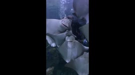 Stingray feeding boomerang