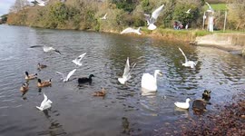 Slow motion of seagull frenzy