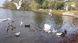 Slow motion frenzy gulls