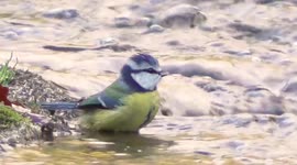 British garden birds feeding drinking and bathing