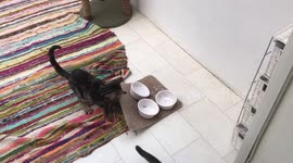 Hungry cats drag empty food bowls towards owner
