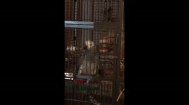 Parrot yells