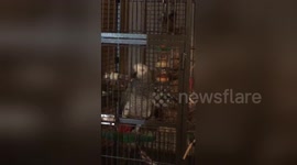 Newsflare Edit - Parrot yells