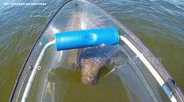 Manatee rolls over like dog as it approaches see-through canoe