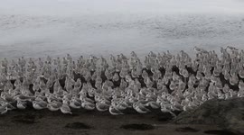 Birds run away from water on Californian beach