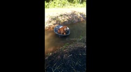 Two dogs floating down canal in old bath tub