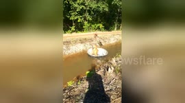 Two dogs floating down canal in old bath tub