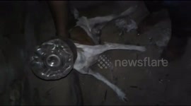 Stray dog rescued after two weeks of head stuck in plastic jar