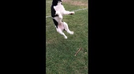 Dog back flips and falls