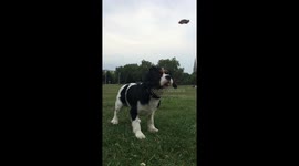 Dog back flips