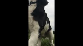 Dog back flips