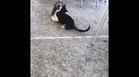 MR