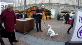 Dog Begging Owner For Food At German Christmas Market In Birmingham