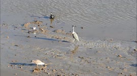 Cormorant steals eel