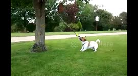 How to keep a Jack Russell Entertained