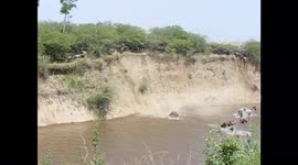 Wildebeest falling into the river