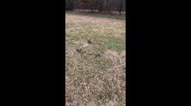 Slapping a Diller
